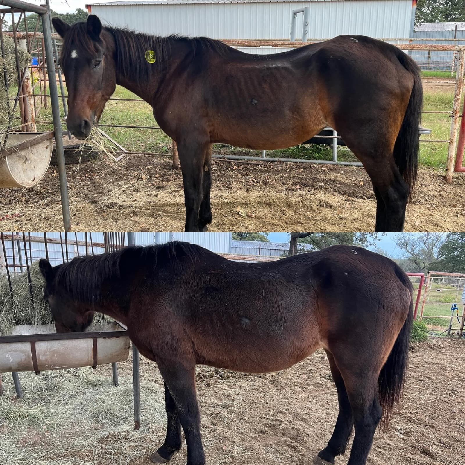 Three weeks in and Eva Marie is already showing us what looks like. When we found her in a kill pen, malnouris