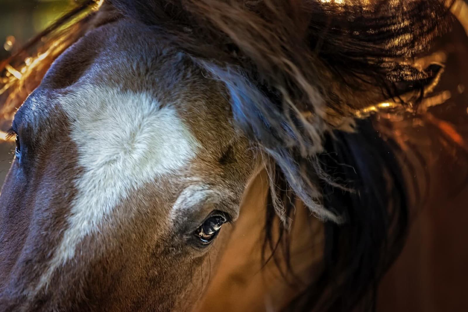 Shelby was once wild and free in Beattys Butte, Oregon. He was rounded up and then somewhere along the way dum
