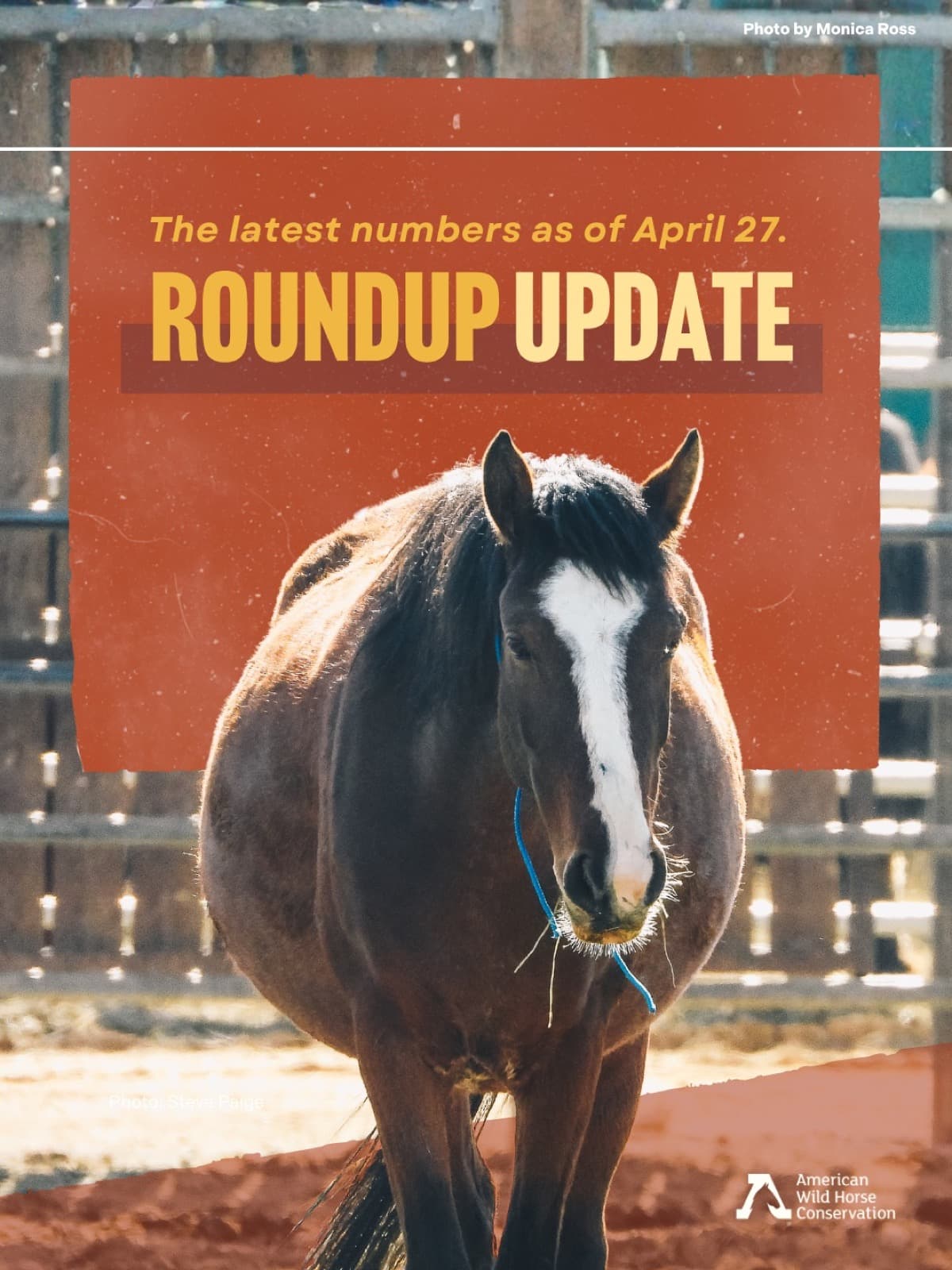 ️ Five roundups continue across Nevada and Arizona at the height of foaling season.