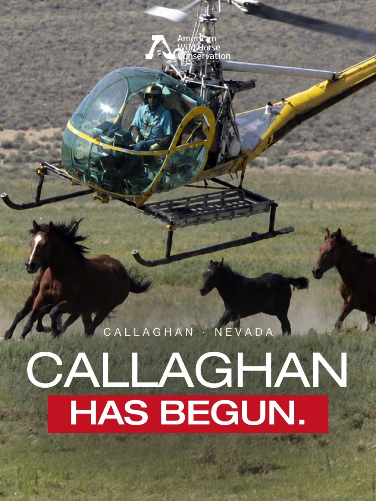 CALLAGHAN HAS BEGUN.