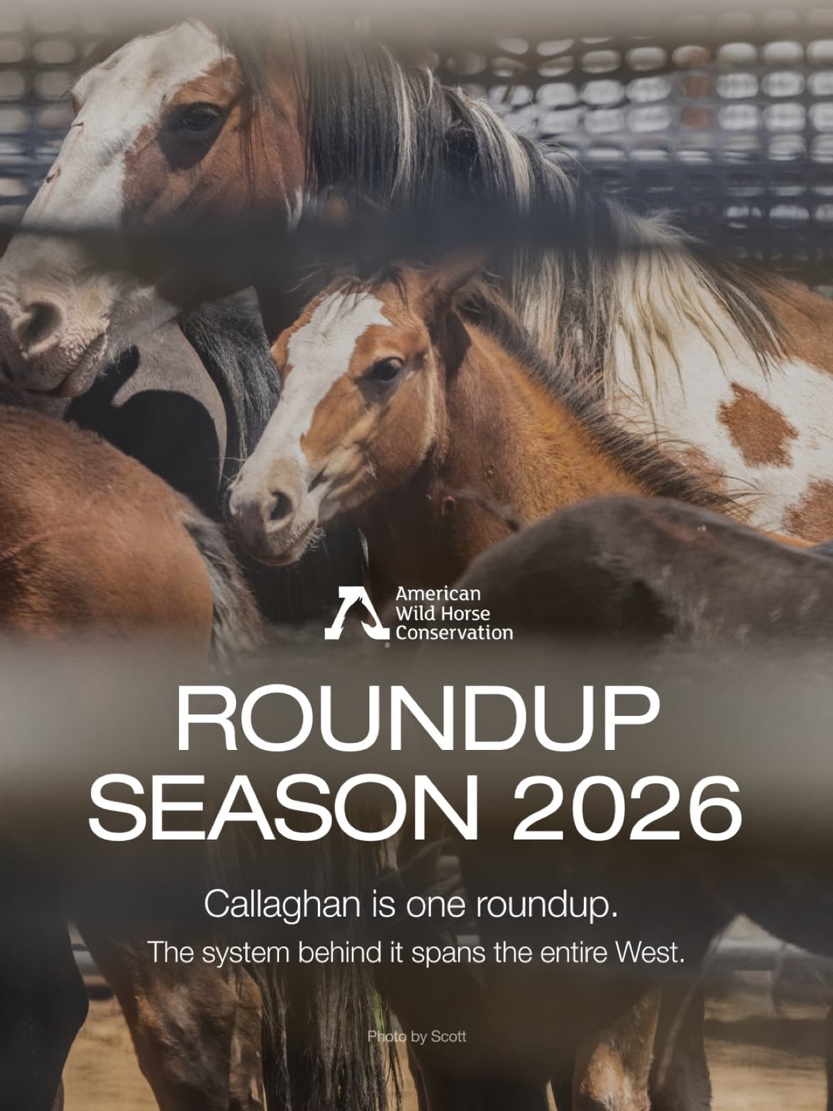 Callaghan is not an isolated event. It's part of a larger management system that continues to remove wild hors