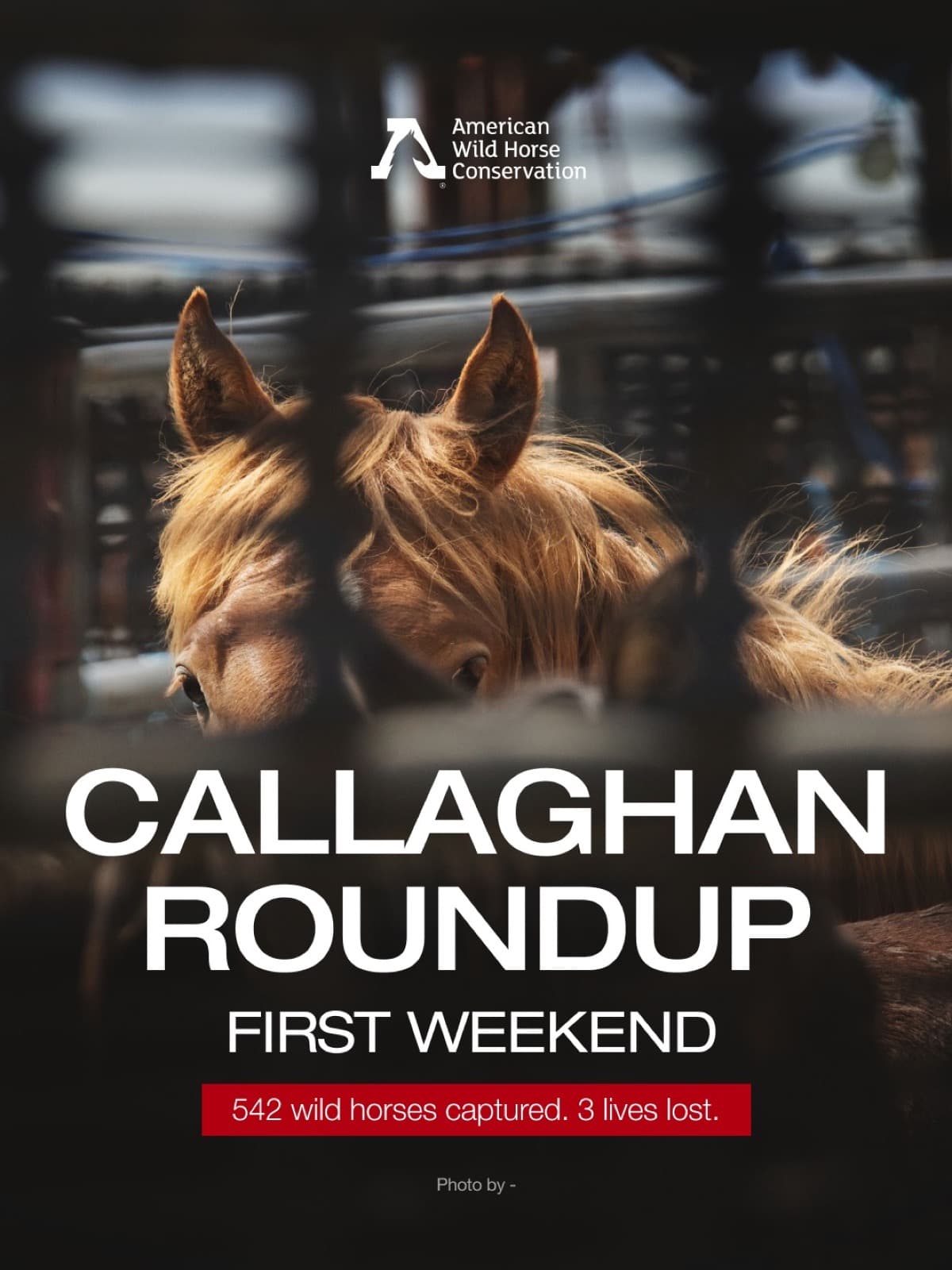 The first weekend of the Callaghan roundup ended with 542 wild horses captured and three lives lost.