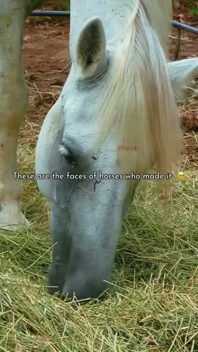 These horses almost ended up heading to slaughter across the border in Mexico.