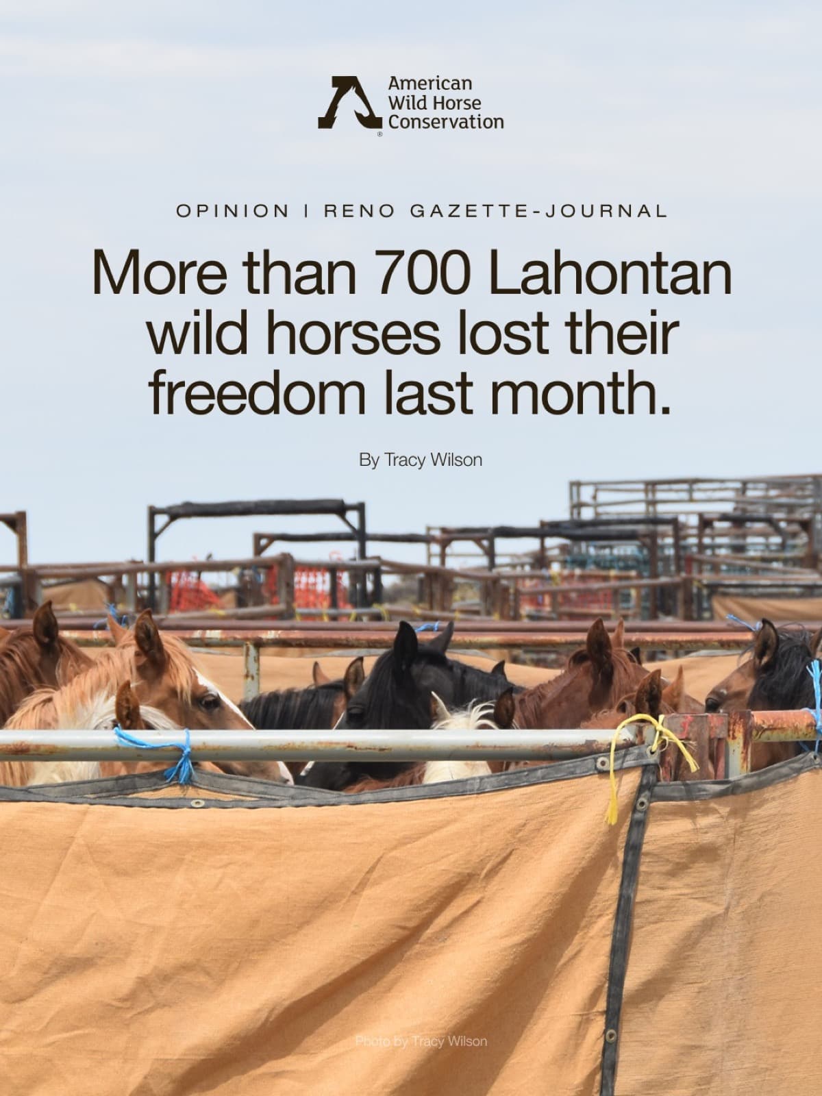 More than 700 Lahontan wild horses lost their freedom last month.