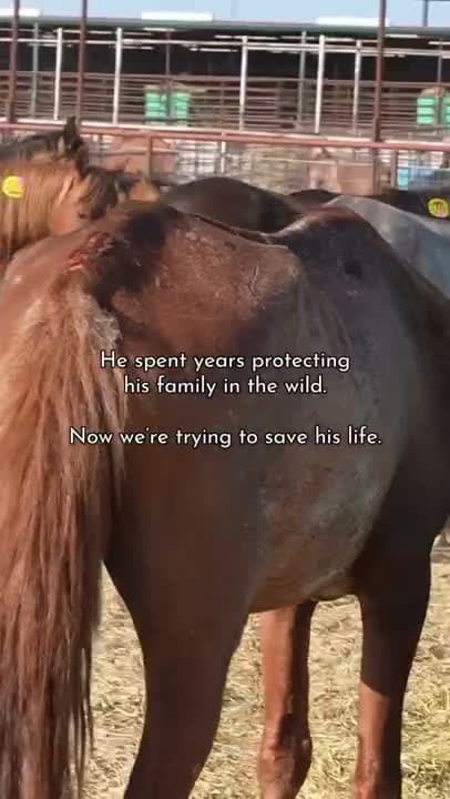 If any wild horse deserves to be restored… it’s Ringo.