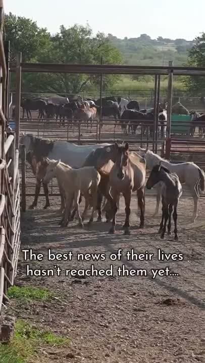 Because of this incredible community, we were able to purchase their freedom before they could disappear into