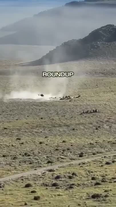 This year’s roundup season is among the largest wild horse and burro removal efforts in recent U.S. history, c