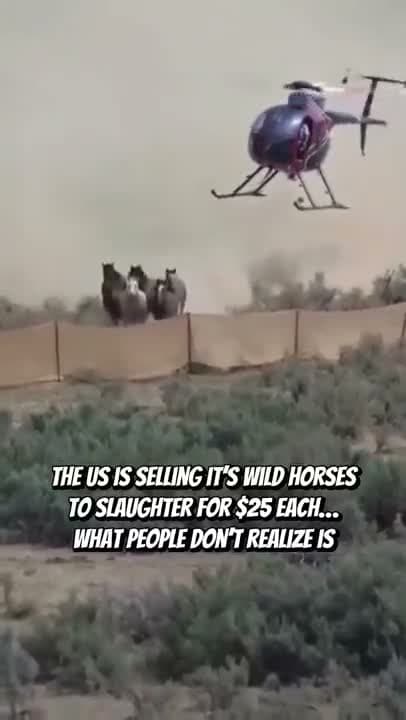 I wish people knew that thousands more wild horses than the 3,700 reported in the New York Times article are g