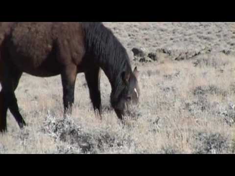 Calico, Nevada-Where Wild Horses Roam