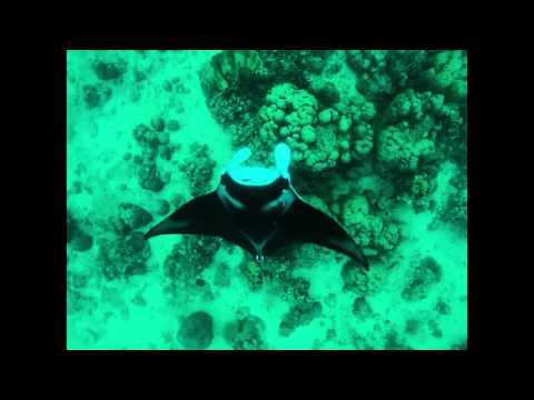 Mantas- Uepi-Solomon Islands