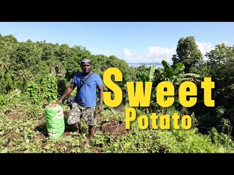 Sweet potato harvest from the village garden 🇸🇧