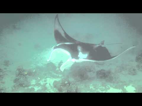 Manta Rays in Marovo Lagoon, near Uepi Island, Solomon Islands