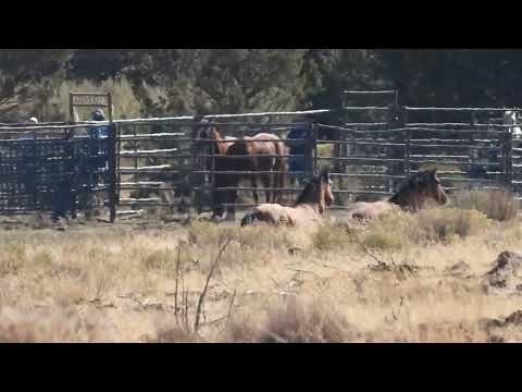 Leave No One Behind - Scene and Herd Wild Horses