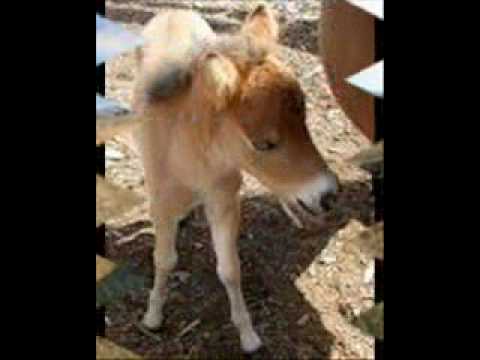 BLM Horses and Burros