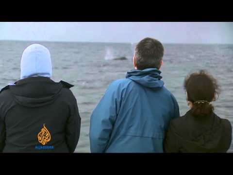 Verdict due on Japan whaling