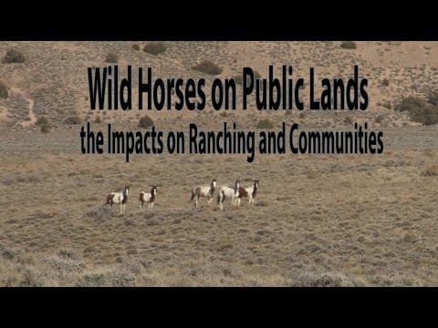Wild Horse Management on Private and Public Lands Challenges and the Wild Horse and Burro Act