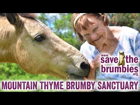 Save The Brumbies 🐴🌲 Mountain Thyme Brumby Sanctuary