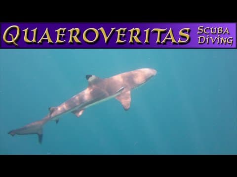 Scuba Diving Uepi Resort Solomon Islands Diverse Marine Life - Scuba Diving With Q