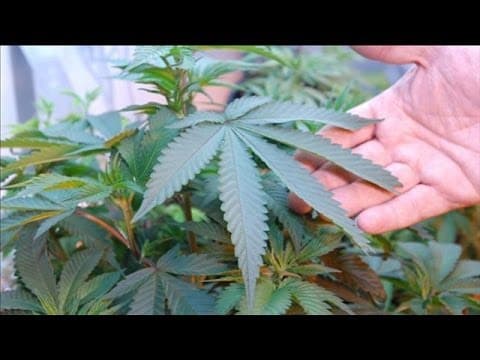 Pot Now Legal in Colorado: A Milestone for Marijuana