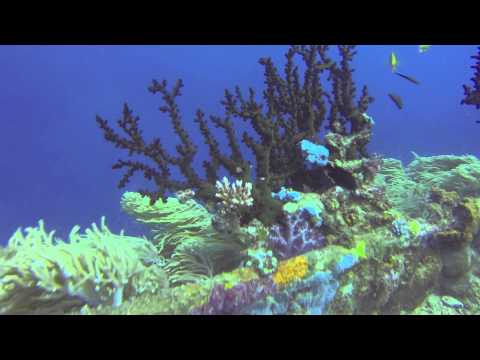 Diving the Bonegi Wrecks - Honiara Solomon Islands
