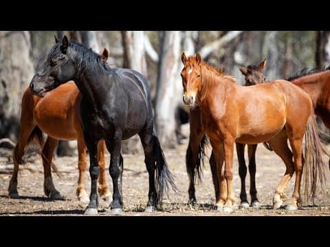 Victorian brumby cull meets 'strong parliamentary opposition'
