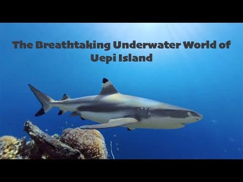 Underwater Wonders of Uepi Island | Sharks, Manta Rays, Dolphins & More!