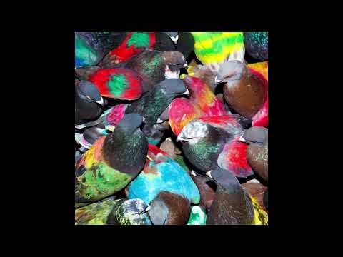 Blawan - NOS