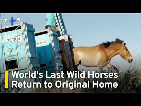 Przewalski's Horses Reintroduced To Steppes of Kazakhstan | TaiwanPlus News