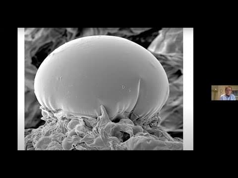 Zamir Punja on the development of cannabinoid-producing trichomes