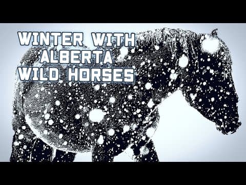 Winter with wild horses- The coldest season of the year in the Eastern Slopes Alberta