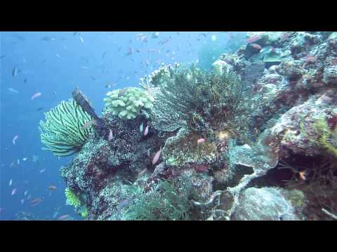 Coral Reef and fish at Uepi Island Resort, the Solomon Islands