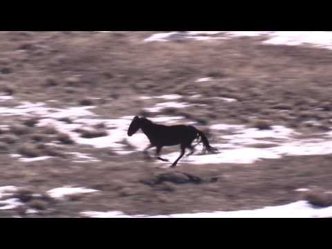 Old Mare Collapses at Roundup