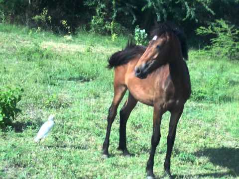 The Wild Horses of Vieques