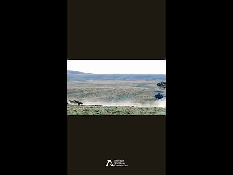 North Lander Wild Horse Roundup 2024, Week 1