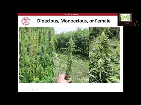 Larry Smart: building a long-term hemp breeding programme