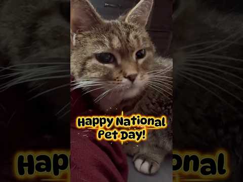 Happy National Pet Day! (Ethel The OIIA Cat)