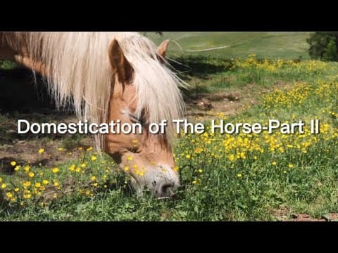 Ancestors Of Modern Horses-Przewalski's, Tarpan and Forest Horse #horse #history #ponycycle