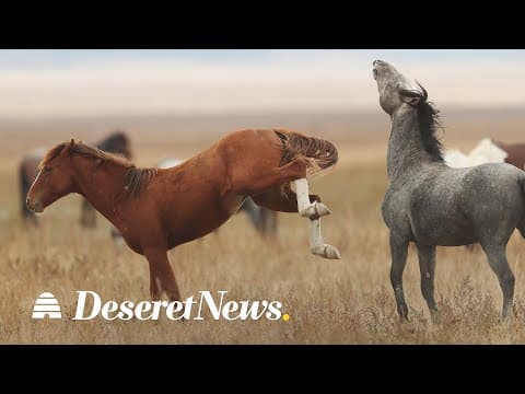 Americans will soon have a $5 billion wild horse problem