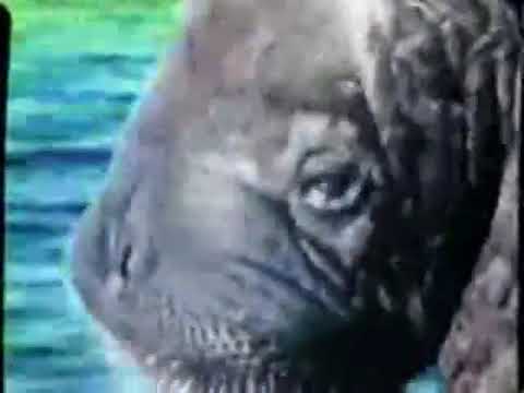 The Cousteau Society Commercial (1986)