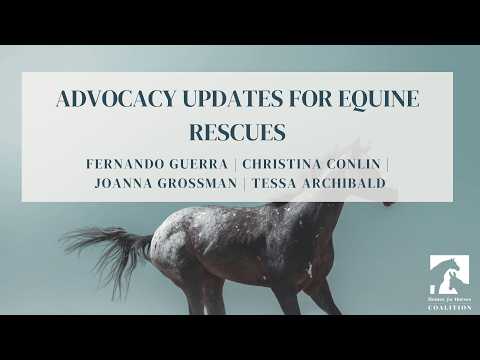 Advocacy Updates for Equine Rescues