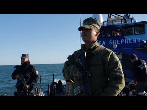 Mexican troops partner with activists to save vaquita porpoise
