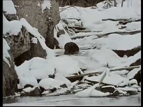 (31) La Collection COUSTEAU - Le sort des Loutres de mer (1971)