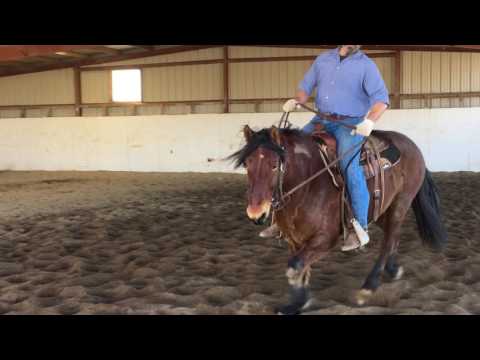 NNCC Saddle Horse Adoption Feb 2017 -- ROCKSTAR #8581