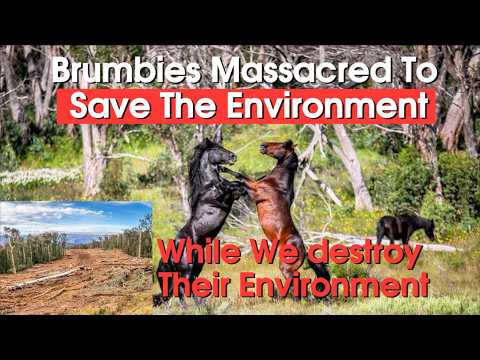 Brumbies Culled While National Park Cleared