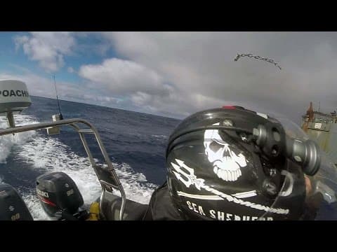 Sea Shepherd Assaulted While Attempting to Communicate with The Thunder