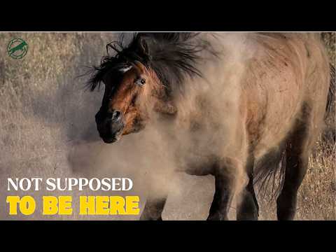 America's Wild Horse Problem Is More Complicated Than You Think