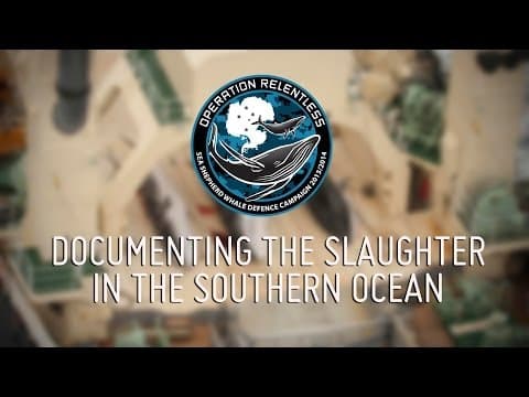 Documenting the Slaughter in the Southern Ocean