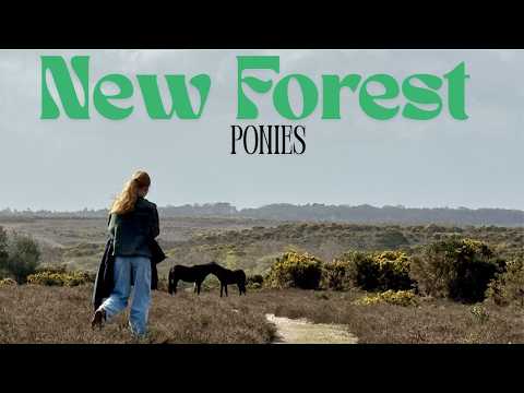 Visiting the wild ponies in the New Forest