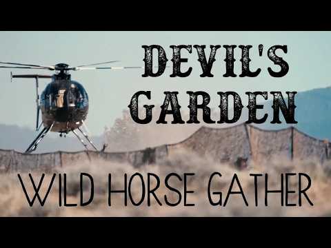 The Reality of a Wild Mustang Gather (Devil's Garden)