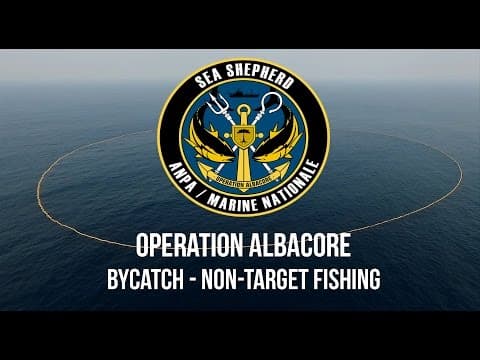 Operation Albacore: Distressing Footage of the Devastating Impacts of By-Catch.
